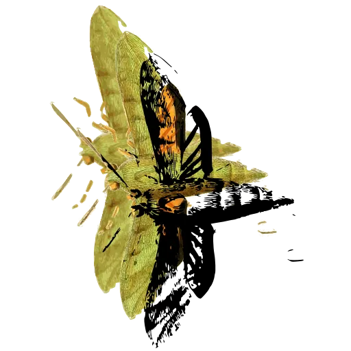 Moth in side view 02