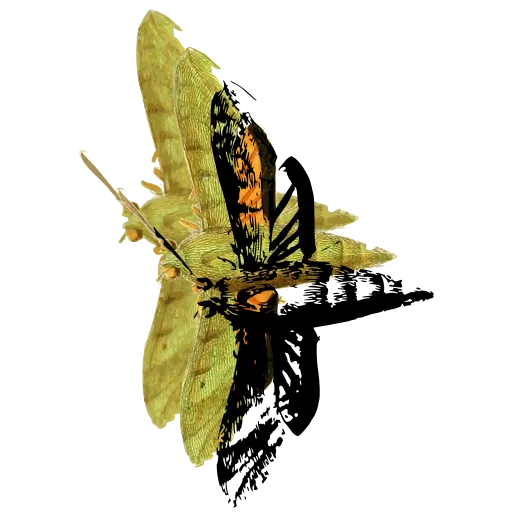 Moth in side view 02