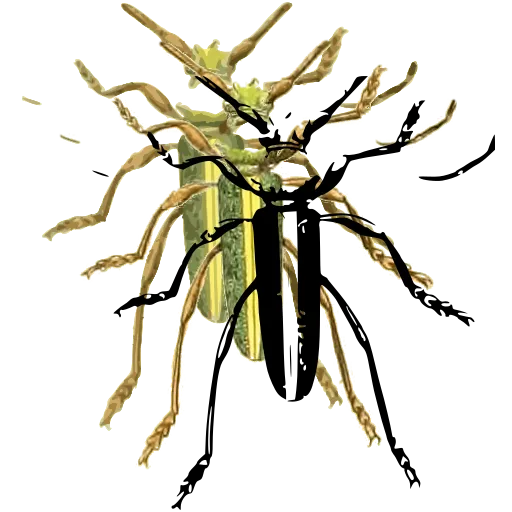 Striped beetle 02