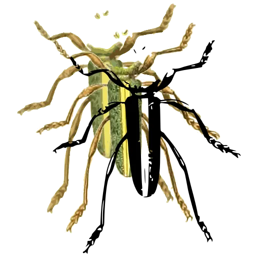 Striped beetle 02