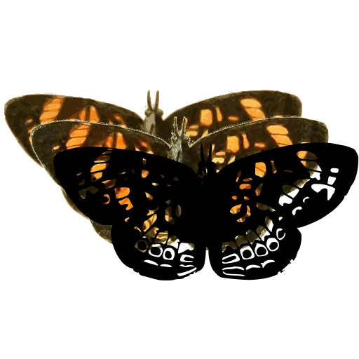 Chequered butterfly 04