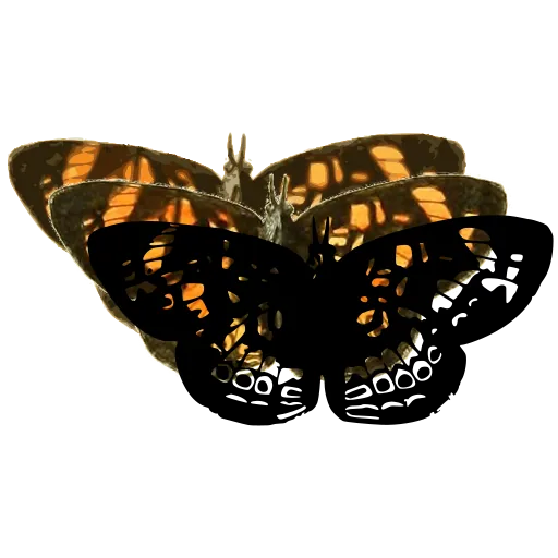 Chequered butterfly 04