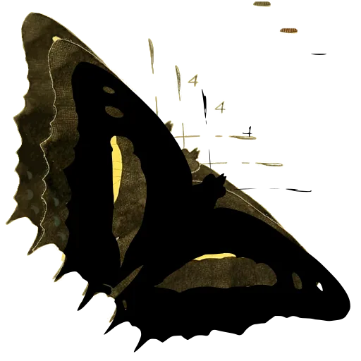 Banded butterfly in side view 04