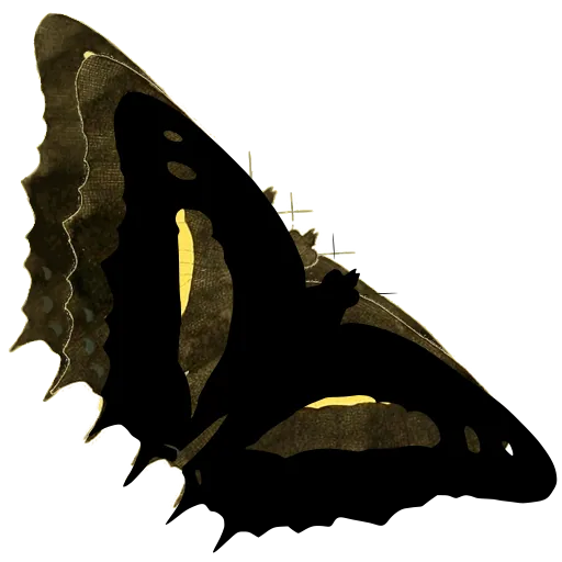 Banded butterfly in side view 04