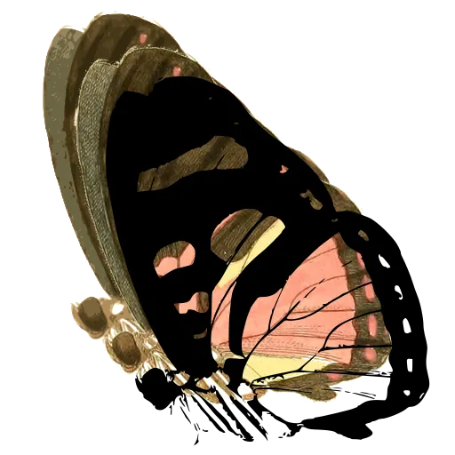 Patterned butterfly in side view 02