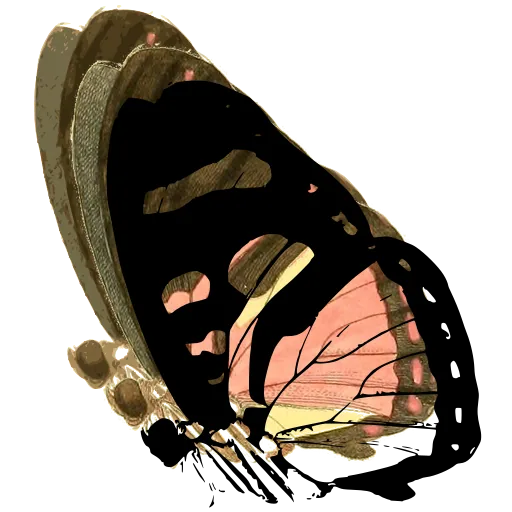 Patterned butterfly in side view 02