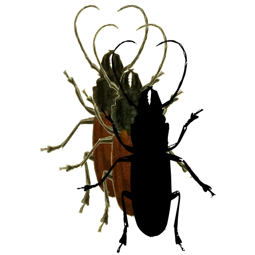 Long-horned beetle 13