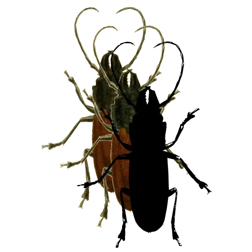 Long-horned beetle 13