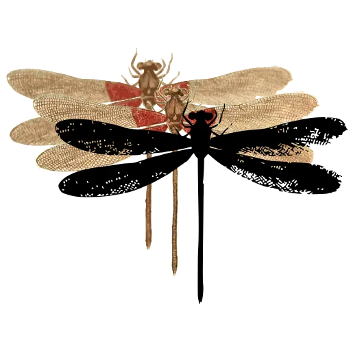 Dragonfly 03