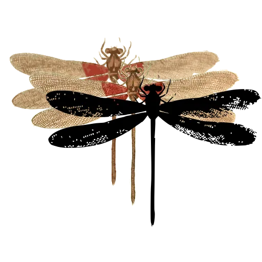 Dragonfly 03
