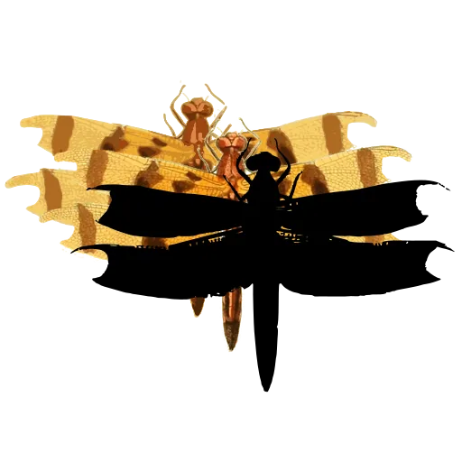 Dragonfly with dark wings 01