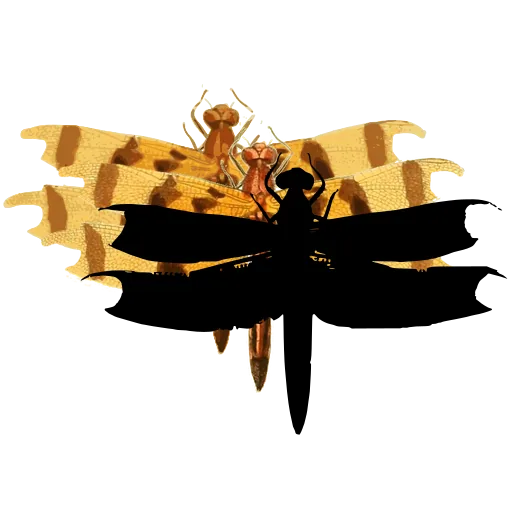 Dragonfly with dark wings 01