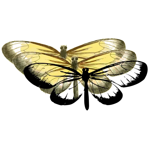 Clearwing moth 04