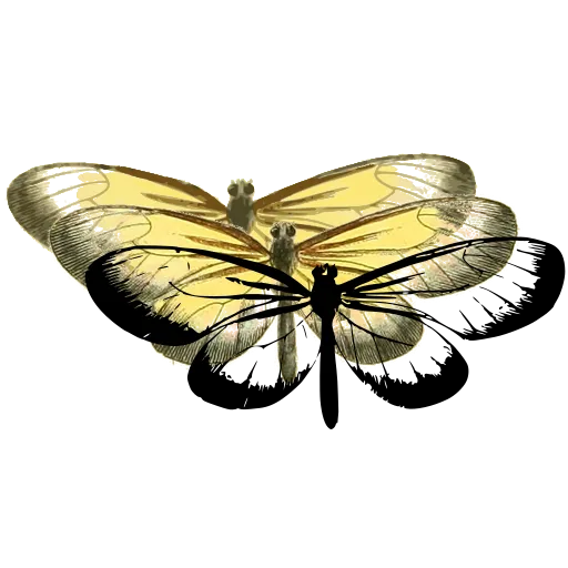 Clearwing moth 04
