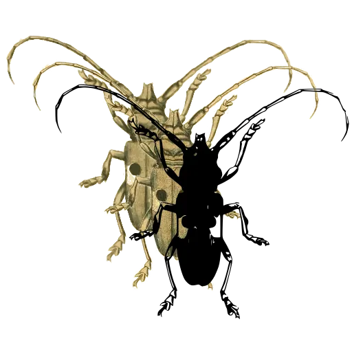 Long-horned beetle 14