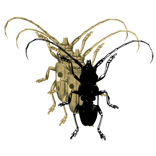 Long-horned beetle 14