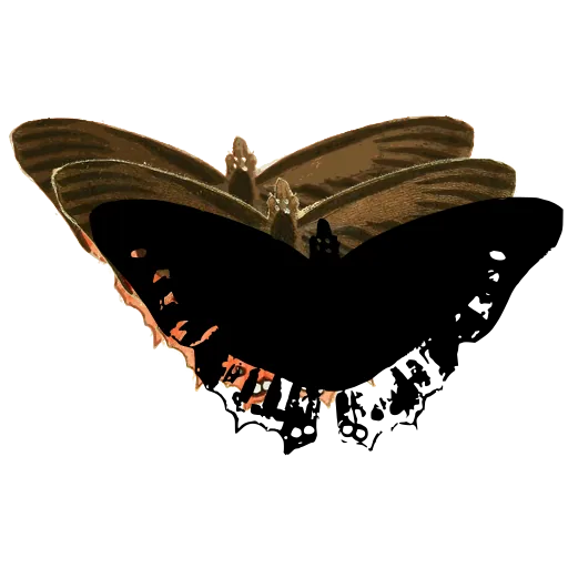 Dark butterfly with spotted border 01