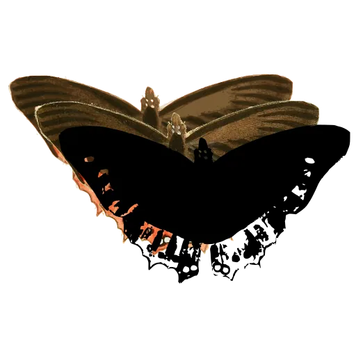 Dark butterfly with spotted border 01