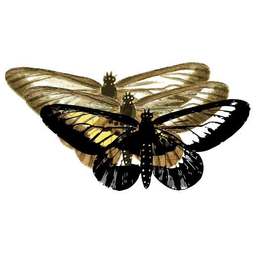 Clearwing moth 05