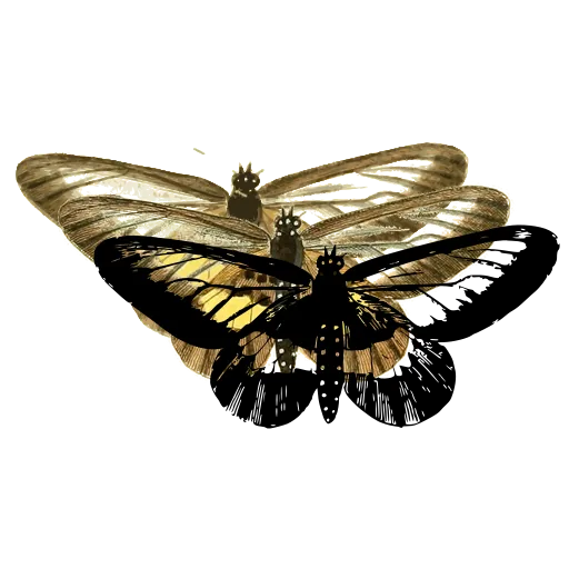 Clearwing moth 05