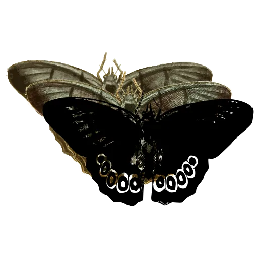 Eyed butterfly 03