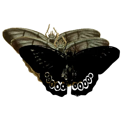 Eyed butterfly 03