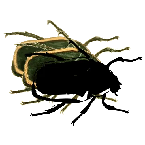 Chafer beetle 03