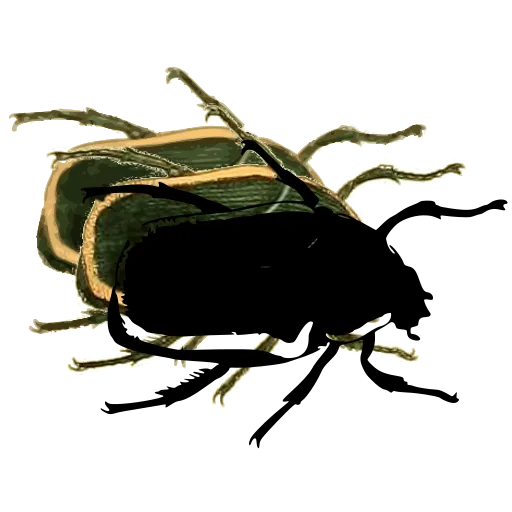 Chafer beetle 03