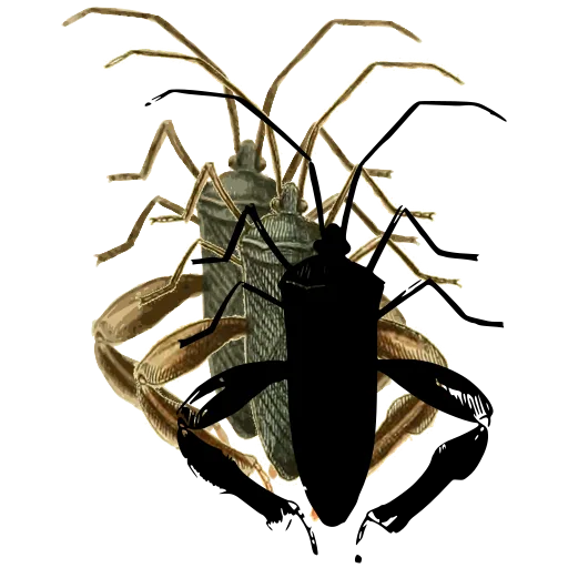 Assassin bug 05