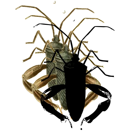 Assassin bug 05