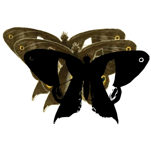 Tailed butterfly with pale band