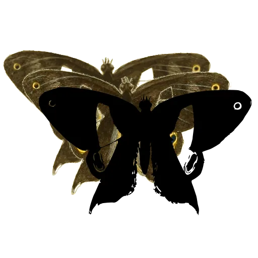 Tailed butterfly with pale band
