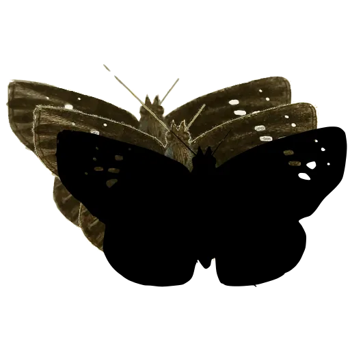 Dark butterfly with white dots