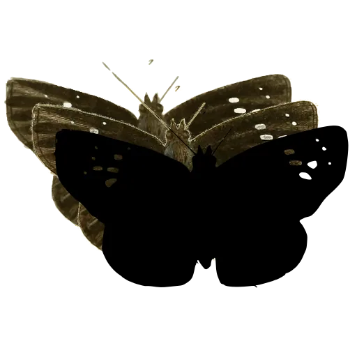 Dark butterfly with white dots