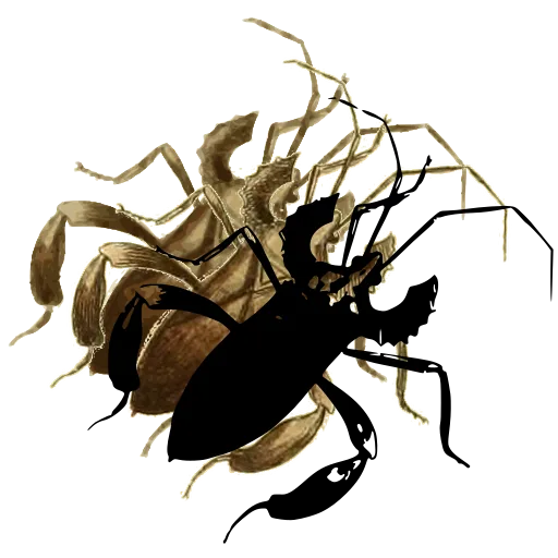 Assassin bug with spiny legs