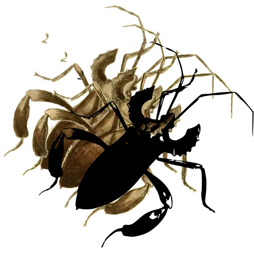 Assassin bug with spiny legs