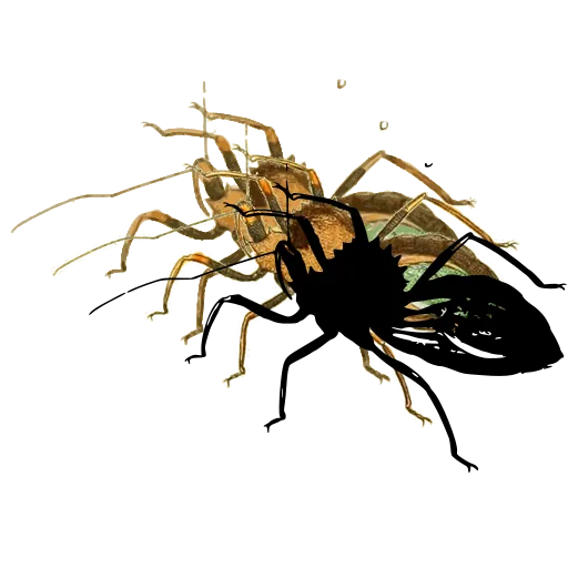 Wheel bug