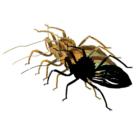 Wheel bug