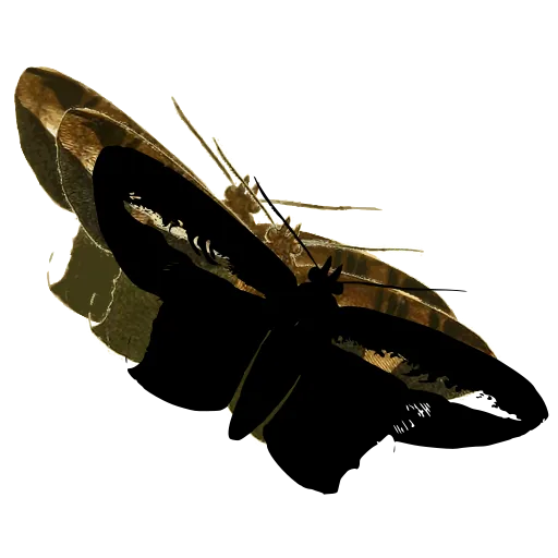 Dark moth 02