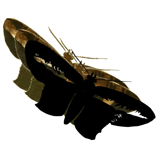 Dark moth 02