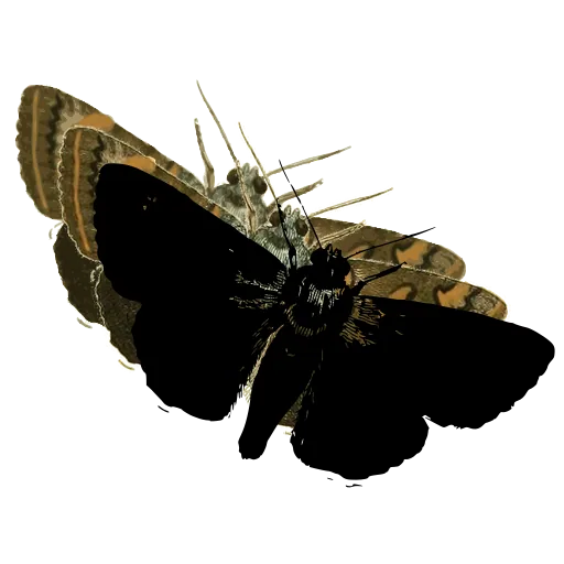 Dark moth with spread wings 03