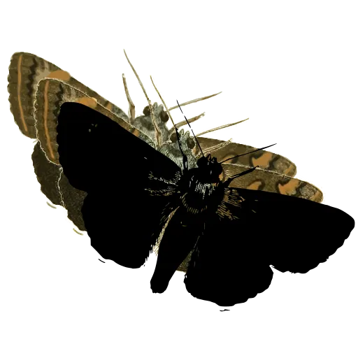 Dark moth with spread wings 03