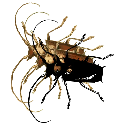 Long-horned beetle 15