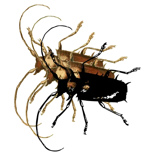 Long-horned beetle 15