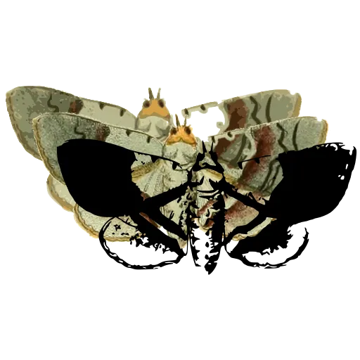 Banded moth 04
