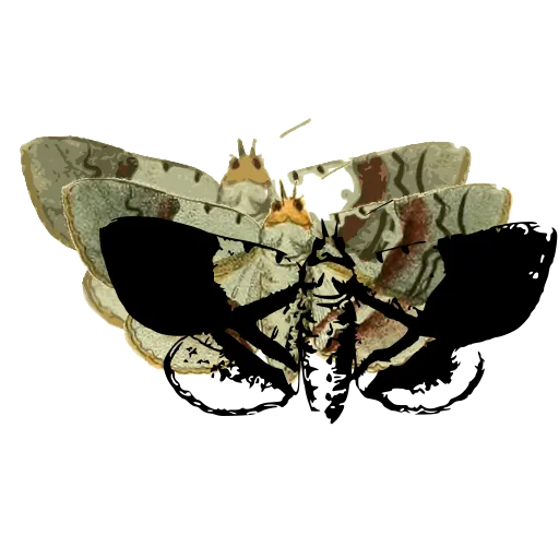 Banded moth 04