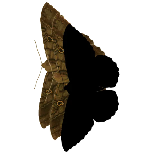 Dark moth 03