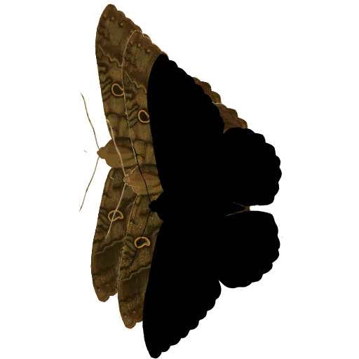 Dark moth 03