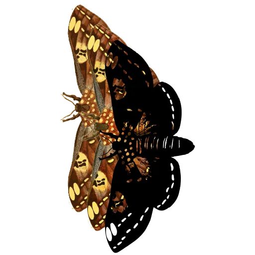 Spotted moth in side view 02