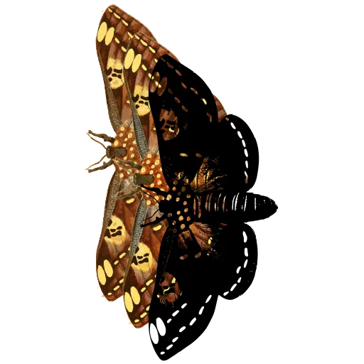 Spotted moth in side view 02